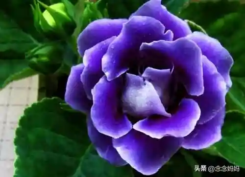 植物大战僵尸叶子阵容搭配(植物僵尸最强阵容)插图4