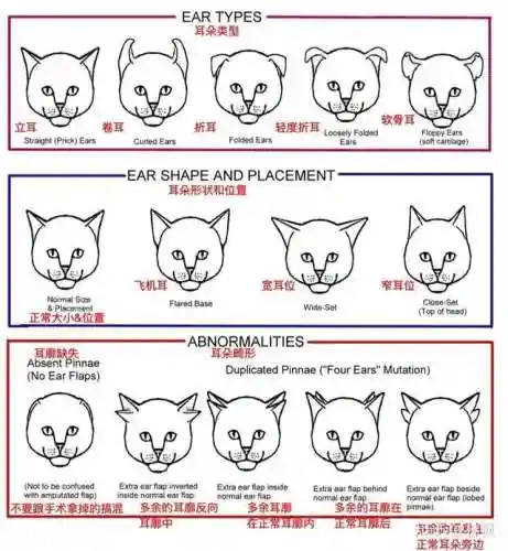 不同阵容猫咪搭配图表大全(狂战士搭配什么阵容)插图6