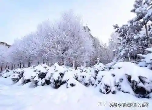 大雪防御阵容怎么搭配(塔塔守卫战阵容搭配)