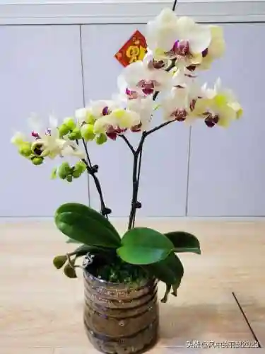 绿熊最强阵容搭配(黑白双熊时期灰熊阵容)