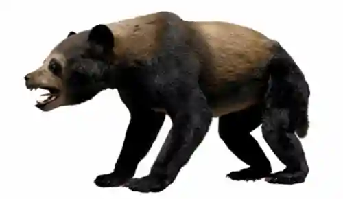大熊猫的资料(三年级写熊猫300字优秀)插图2