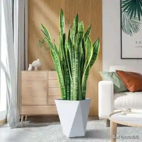 植物大战僵尸叶子阵容搭配(植物僵尸最强阵容)插图9