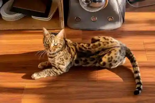 猫咪永久地域网名2023年知乎(98堂最新网名2022 fun)插图2