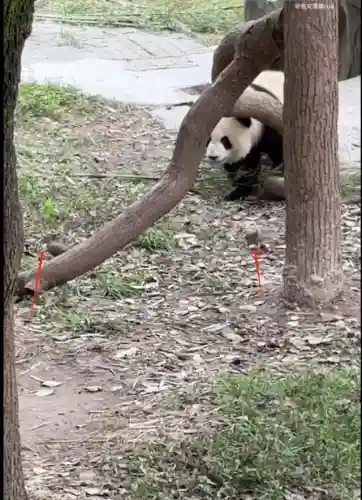 疯狂小鸟出击阵容搭配(全民鸟将后期阵容搭配推荐)插图35