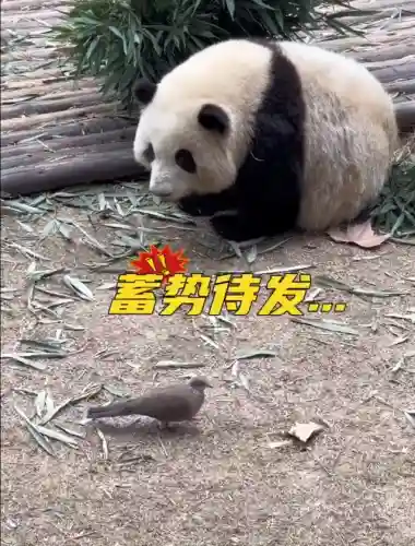 疯狂小鸟出击阵容搭配(全民鸟将后期阵容搭配推荐)插图8