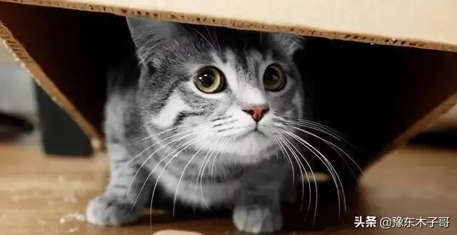 猫咪找不到了怎么办(猫咪最新地域网名是什么啥)插图1