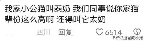 猫咪最新永久地域网名(猫咪的最新网名自动跳转)插图5 猫咪最新永久地域网名(猫咪的最新网名自动跳转)插图5