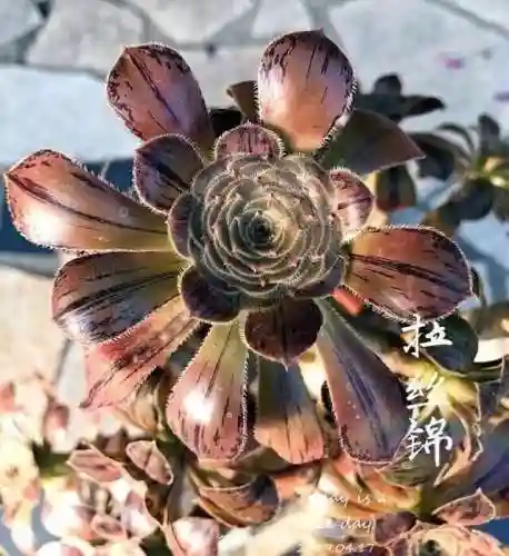 法师最牛最霸气名字(一眼就看出是玩法师的ID)插图48