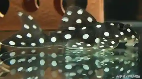 怪怪水族箱鱼类介绍(怪怪水族馆所有生物图鉴)插图10