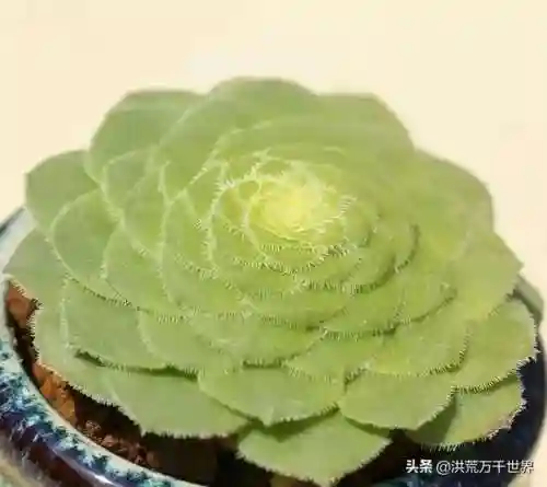 阴阳法师阵容搭配图表(王者模拟战法师阵容)插图19 阴阳法师阵容搭配图表(王者模拟战法师阵容)插图19