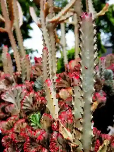 镇宅最灵的三种花(排名第一镇宅花)插图7
