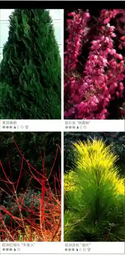 冰雪世界植物阵容搭配图(小冰冰传奇阵容推荐)插图1