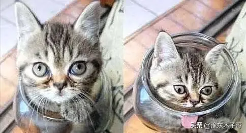 猫咪找不到了怎么办(猫咪最新地域网名是什么啥)插图4