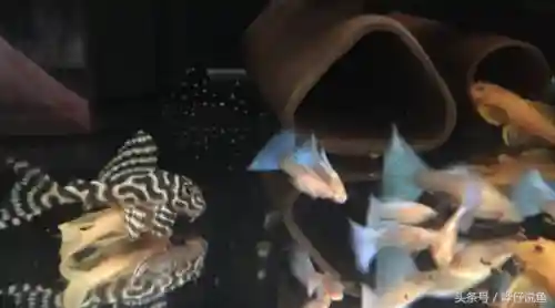 怪怪水族箱鱼类介绍(怪怪水族馆所有生物图鉴)插图6