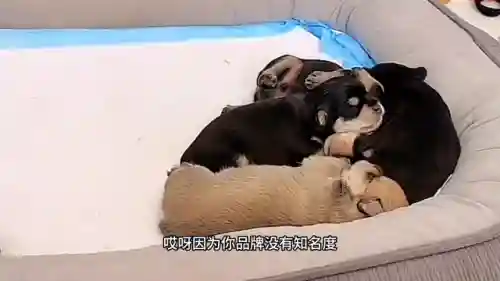 火龙球球阵容搭配(口袋妖怪火红阵容推荐)插图1