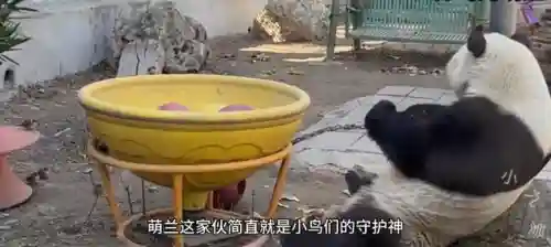 疯狂小鸟出击阵容搭配(全民鸟将后期阵容搭配推荐)插图12