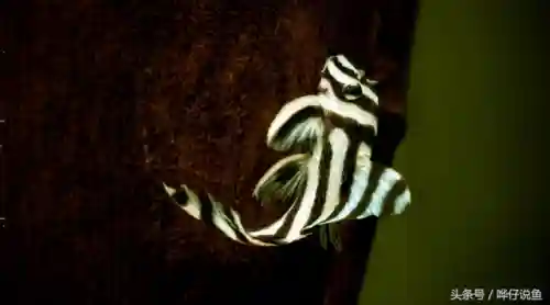 怪怪水族箱鱼类介绍(怪怪水族馆所有生物图鉴)插图7