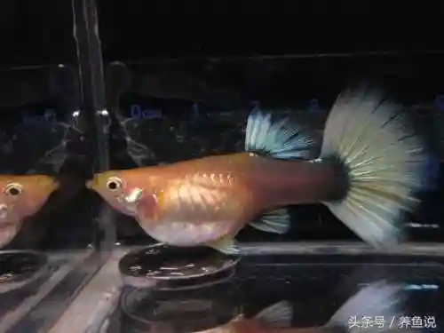 孔雀三拉阵容搭配(潘多拉阵容搭配推荐)插图2