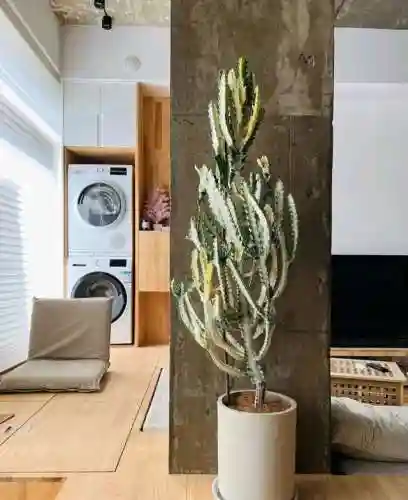 镇宅最灵的三种花(排名第一镇宅花)插图2