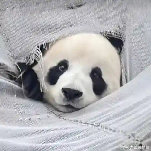 疯狂小鸟出击阵容搭配(全民鸟将后期阵容搭配推荐)插图42