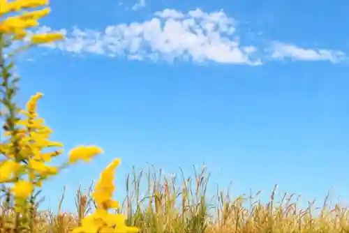 凄凉凉前期阵容搭配(冰风组曲用什么阵容打)插图1