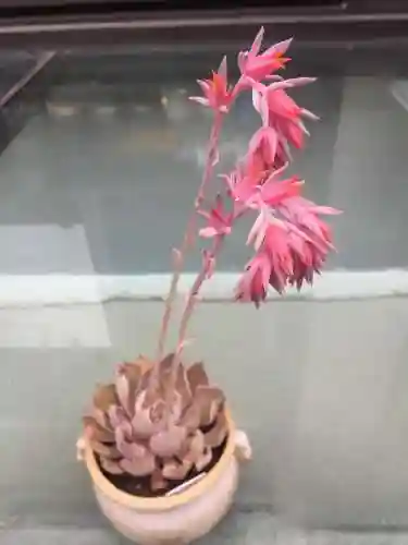 洛克王国红爪精灵技能(洛克王国金爪狂狮怎么超进化)插图2
