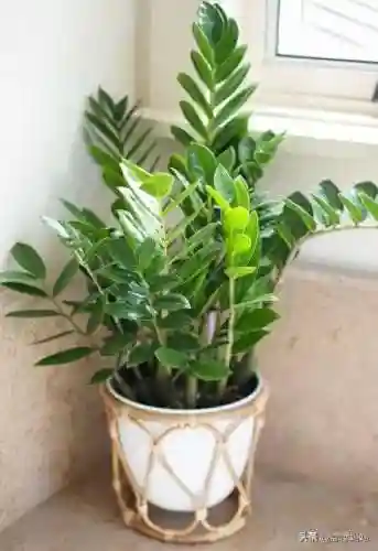 植物大战僵尸叶子阵容搭配(植物僵尸最强阵容)