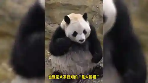 鬼火熊猫阵容怎么搭配最好(千劫猫阵容搭配)