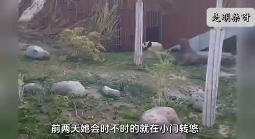 狗熊奶妈阵容怎么搭配(云顶之弈奶妈主c阵容)