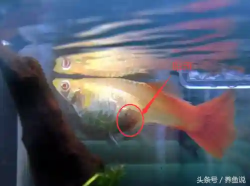 孔雀三拉阵容搭配(潘多拉阵容搭配推荐)插图4