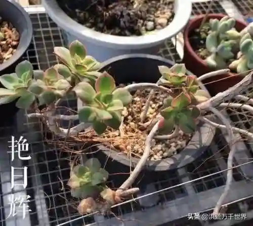 阴阳法师阵容搭配图表(王者模拟战法师阵容)插图16 阴阳法师阵容搭配图表(王者模拟战法师阵容)插图16