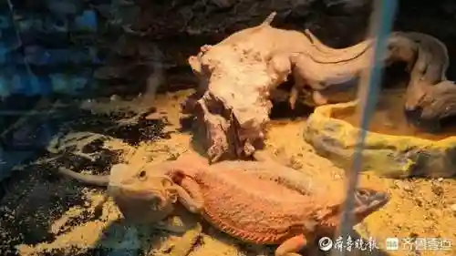 蜘蛛养蛙阵容搭配(癫癫蛙的考验最强输出阵容)插图2