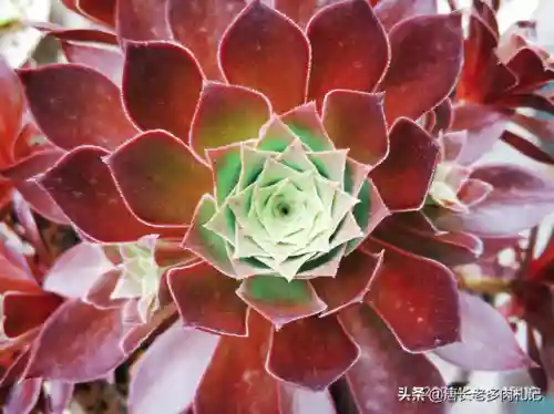 法师凤凰阵容搭配图片高清(云顶之弈最新法师阵容)插图7