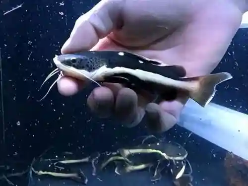 招财猫阵容搭配(熊猫冈布奥阵容搭配)插图1