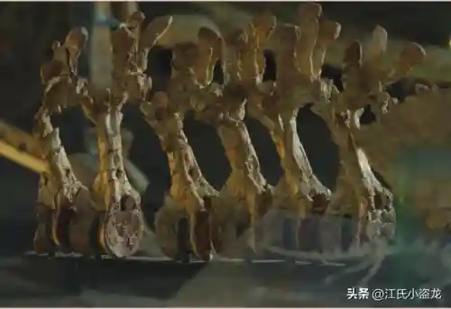 中国最后一只恐龙(中国拍到活的霸王龙)插图3