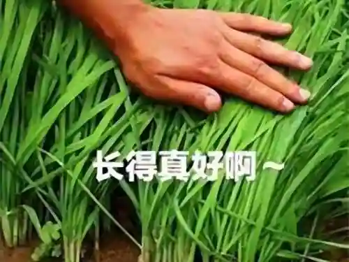 摩尔庄园黑森林通行证(摩尔庄园穿记者服也没有相机)插图13