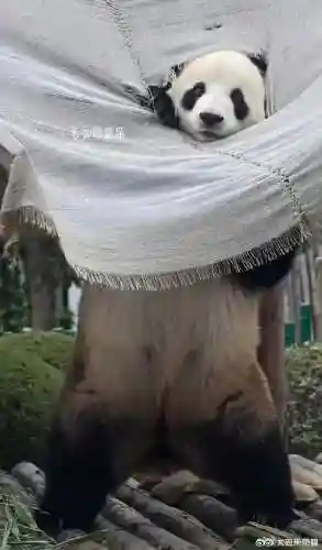 疯狂小鸟出击阵容搭配(全民鸟将后期阵容搭配推荐)插图43