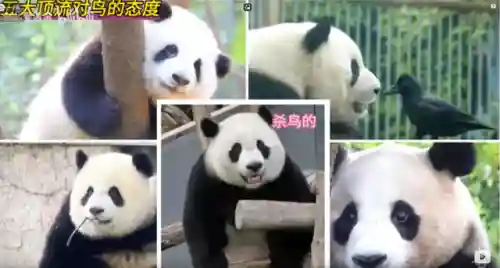 疯狂小鸟出击阵容搭配(全民鸟将后期阵容搭配推荐)插图1