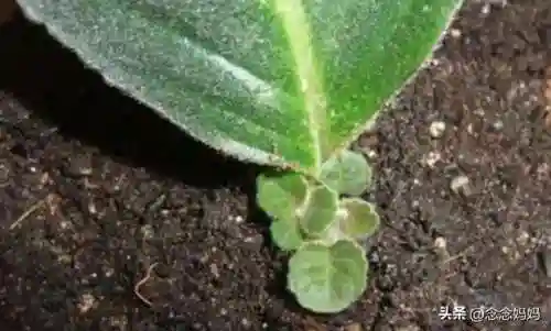 植物大战僵尸叶子阵容搭配(植物僵尸最强阵容)插图5