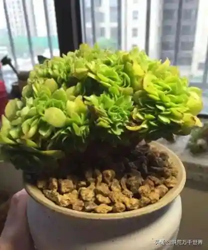 阴阳法师阵容搭配图表(王者模拟战法师阵容)插图18 阴阳法师阵容搭配图表(王者模拟战法师阵容)插图18