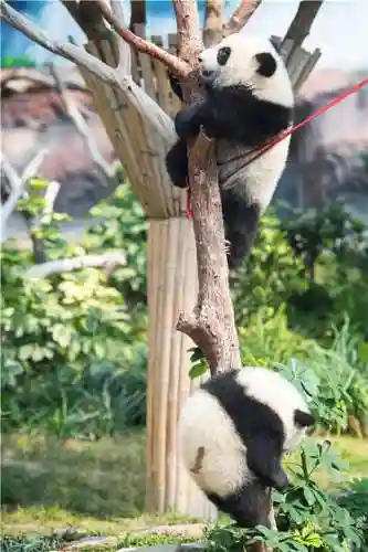 大熊猫的资料(三年级写熊猫300字优秀)插图12