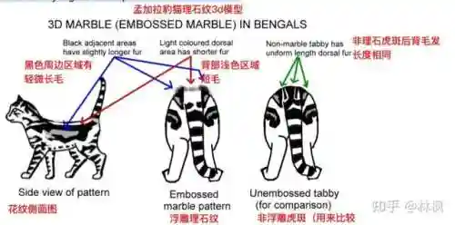 不同阵容猫咪搭配图表大全(狂战士搭配什么阵容)插图10
