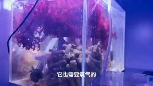 新手下海阵容搭配(碧蓝航线前期推图阵容)插图1