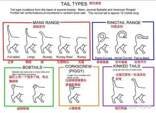 不同阵容猫咪搭配图表大全(狂战士搭配什么阵容)插图7