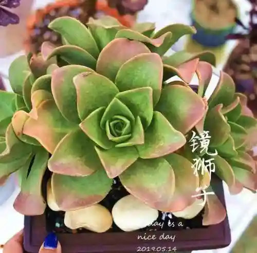 法师最牛最霸气名字(一眼就看出是玩法师的ID)插图78