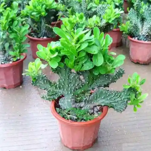 镇宅最灵的三种花(排名第一镇宅花)插图8