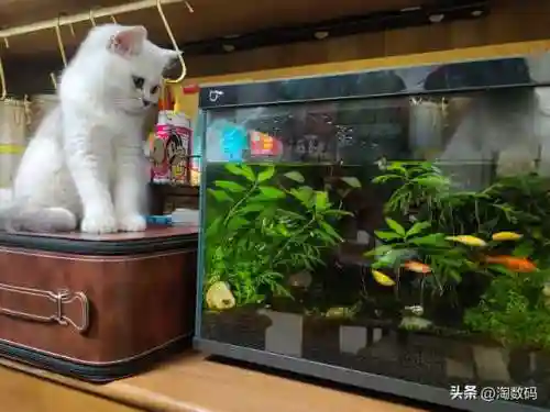 时钟显示器(手机桌面时钟)插图13