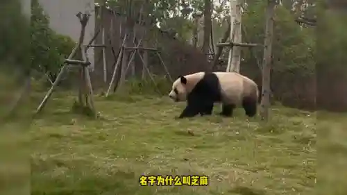 鬼火熊猫阵容怎么搭配最好(千劫猫阵容搭配)插图1