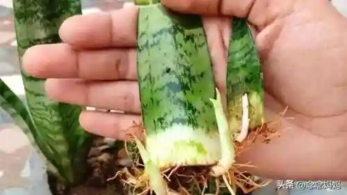 植物大战僵尸叶子阵容搭配(植物僵尸最强阵容)插图11