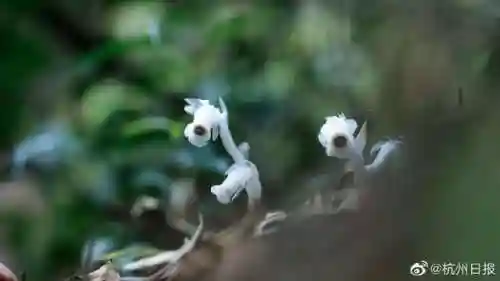 幽灵豌豆射手(岩石豌豆)插图1